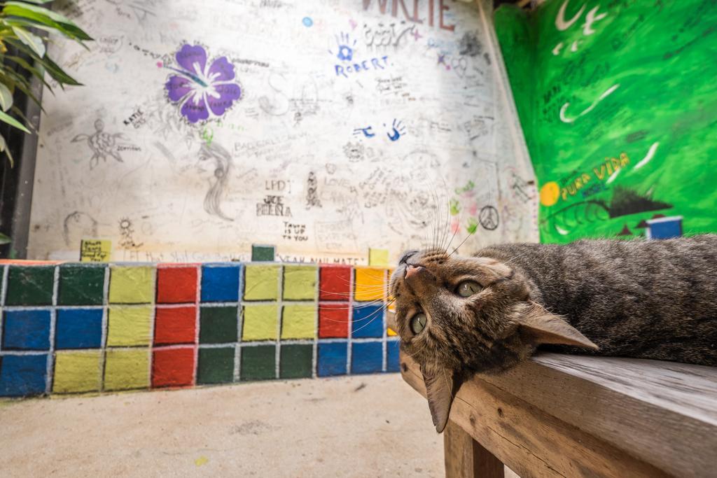 Pura Vida Hostel Ταμαρίντο Εξωτερικό φωτογραφία